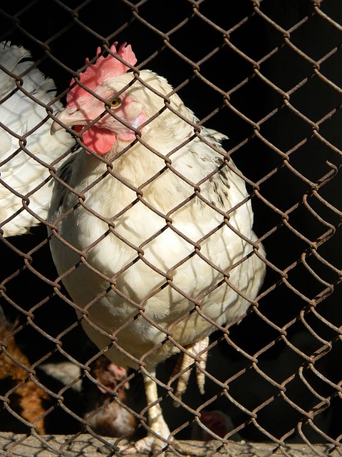 也在俄乌冲 也在俄乌冲