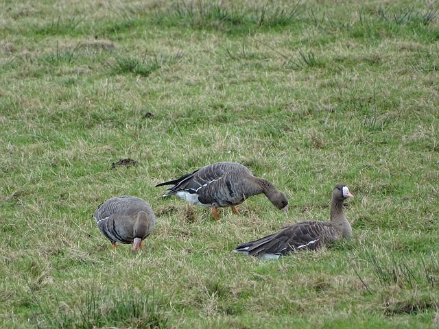 足球经历中 足球经历中